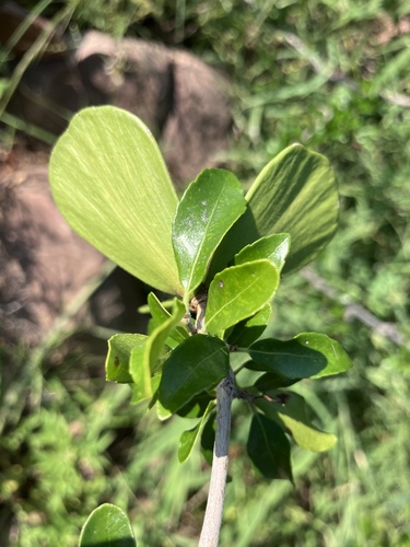 Loeseneriella crenata (Loeseneriella crenata)
