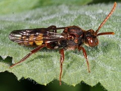 Nomada flava