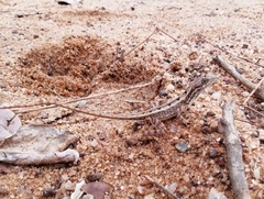 Sitana ponticeriana