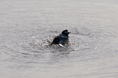 Motacilla alba