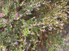 Cuphea hyssopifolia