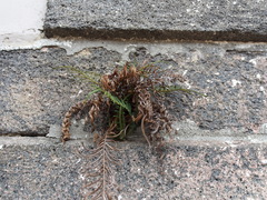 Pteris vittata