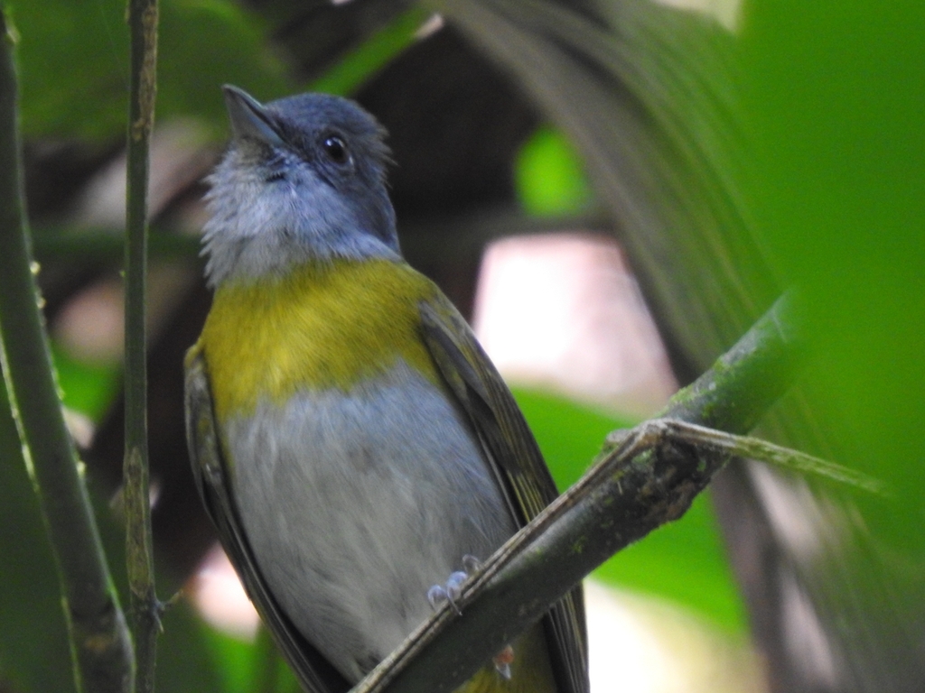 Ashy-Throated Bush-Tanager