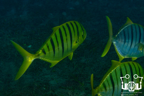 Golden Trevally