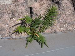 Pteris vittata