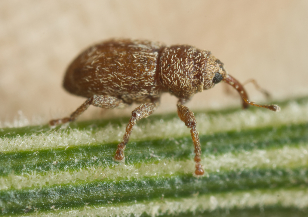 Misophrice amplicollis