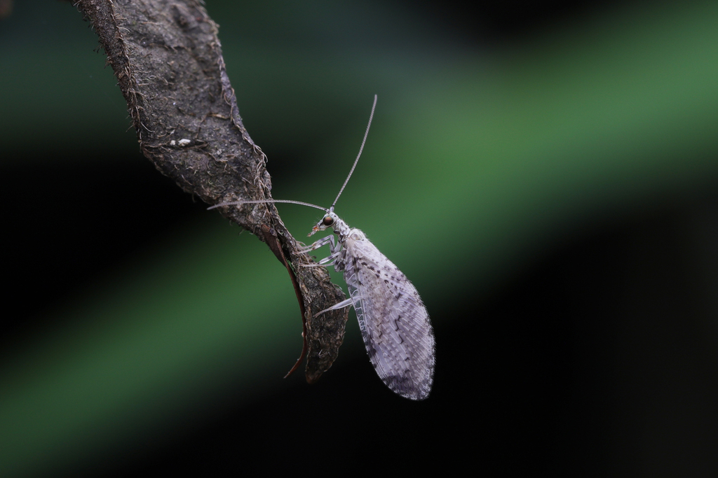 Micromus mirimaculatus
