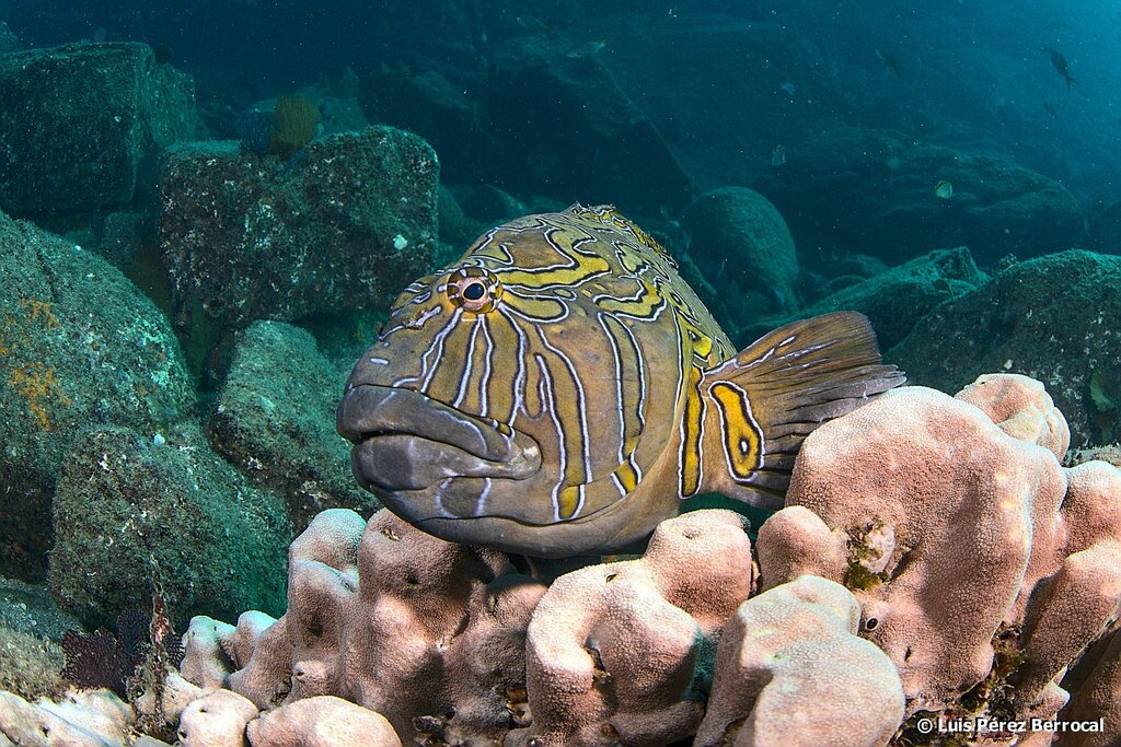 Giant Hawkfish