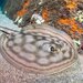 Bullseye Round Stingray - Photo (c) Luis P. B., some rights reserved (CC BY-NC), uploaded by Luis P. B.