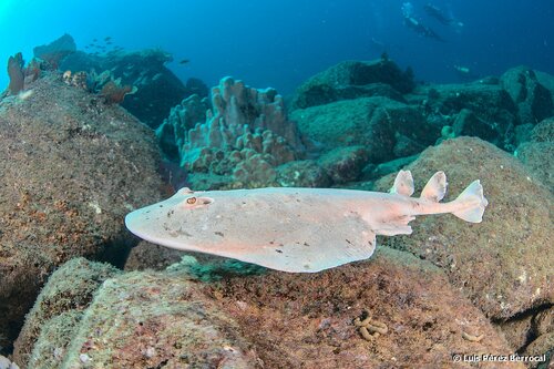 Narcine entemedor Jordan & Starks, 1895