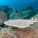 Giant Electric Ray - Photo (c) Luis P. B., some rights reserved (CC BY-NC), uploaded by Luis P. B.