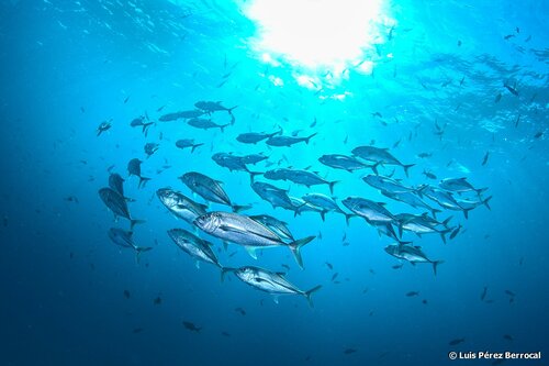 Bigeye Trevally