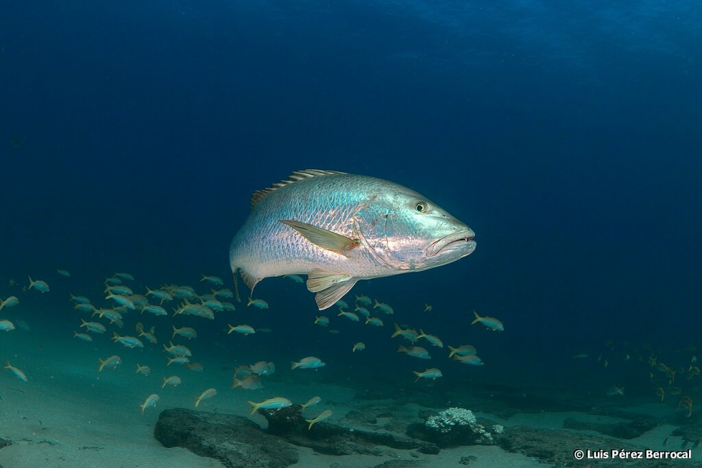 Pacific Dog Snapper