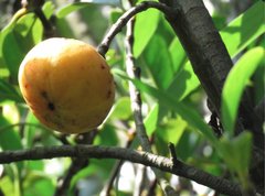 Garcinia oblongifolia