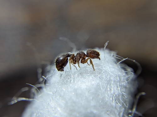 Calyptomyrmex veddaCalyptomyrmex vedda