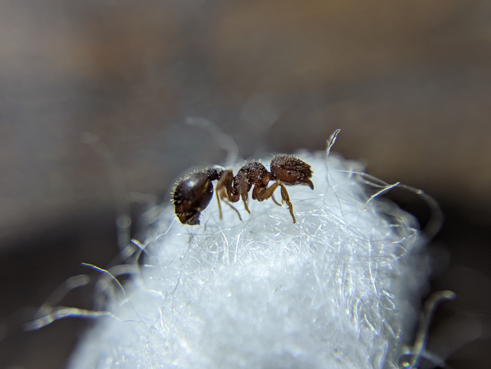 Calyptomyrmex vedda