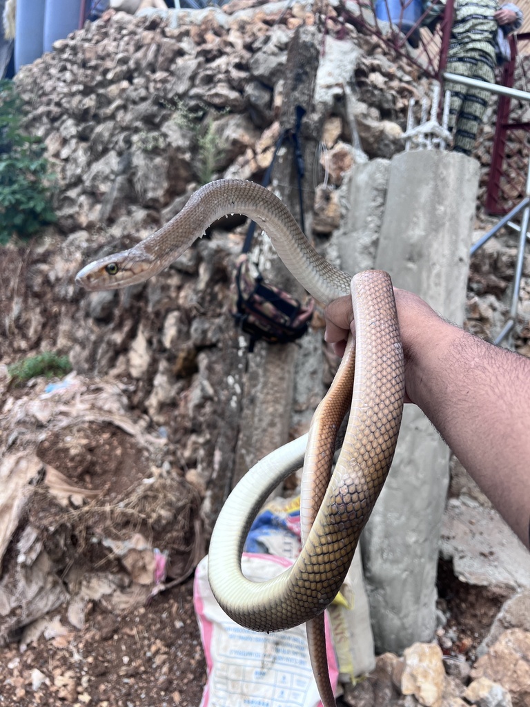 Reddish Rat Snake from Luzon, Baguio, Benguet, PH on February 14, 2024 ...