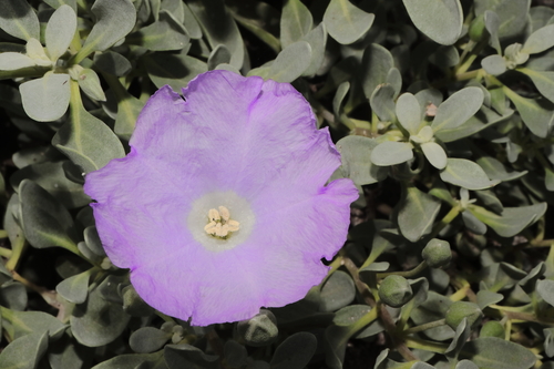 Image of Nolana humifusa by (c) Paúl Gonzáles, some rights reserved (CC BY)