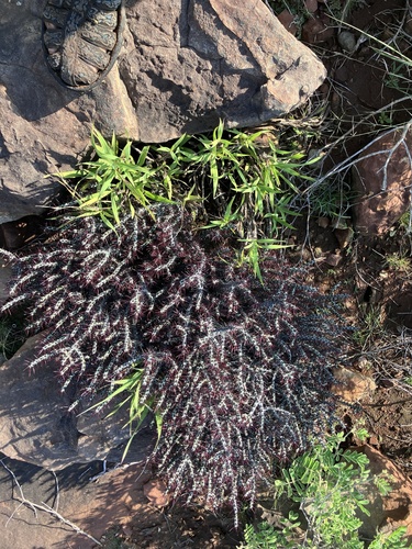Euphorbia aeruginosa, photograph 6