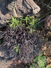 Euphorbia aeruginosa, photograph author not stated, no rights reserved