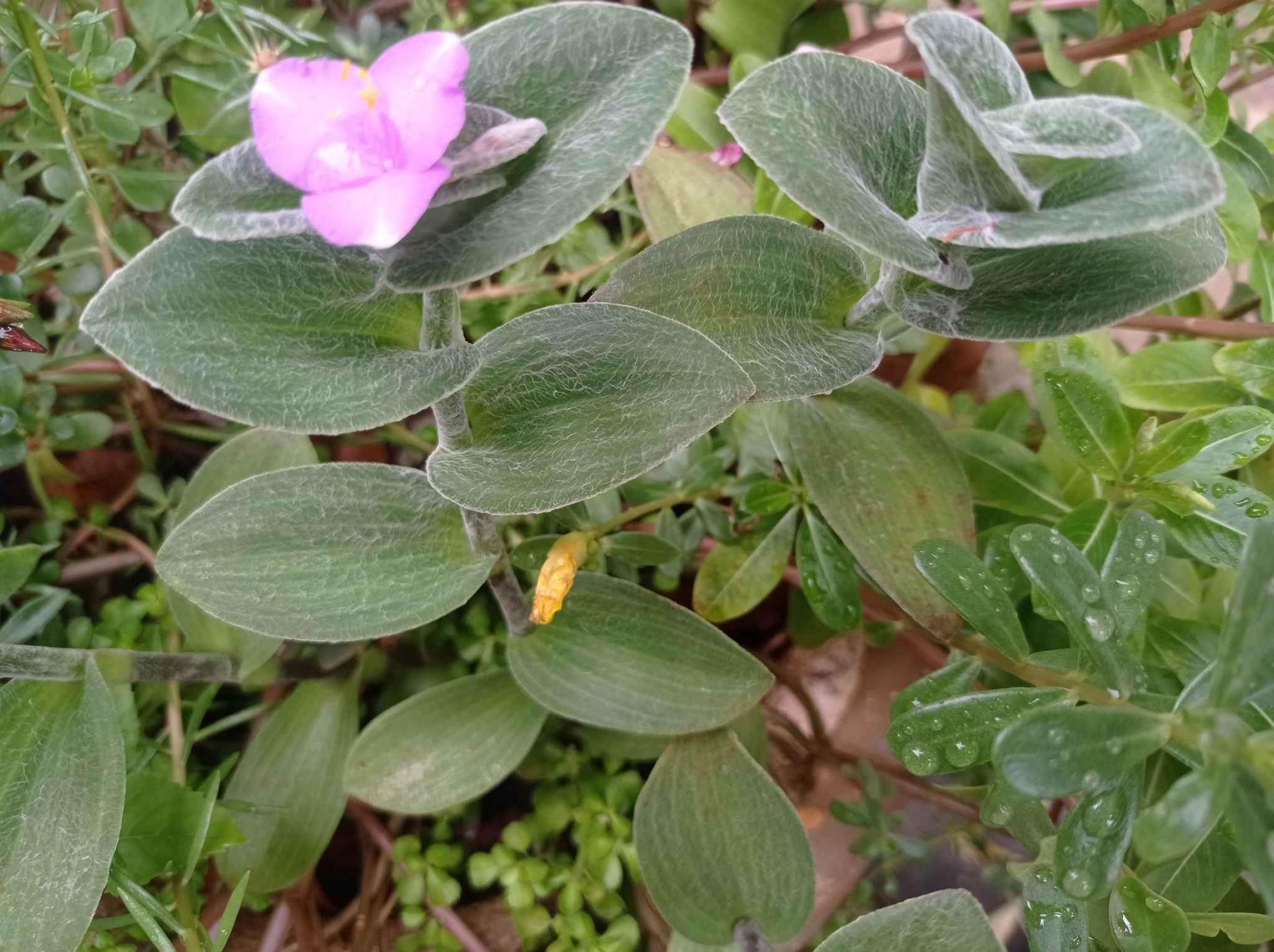 Tradescantia sillamontana