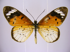 Acraea encedana