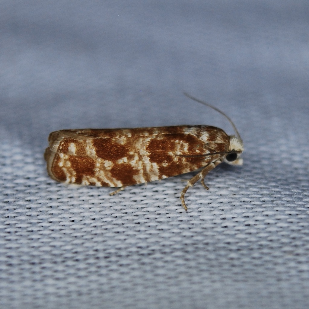 Wenzel's Pitch-blister Moth