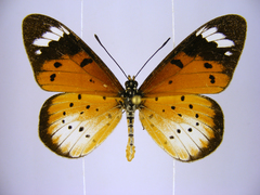 Acraea encedana