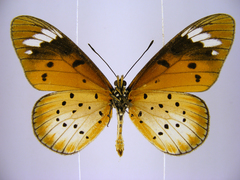 Acraea encedana