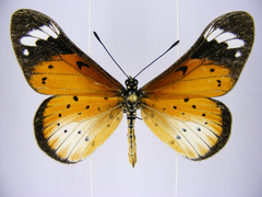 Acraea encedana