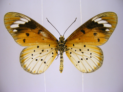 Acraea encedana
