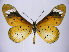 Acraea encedana