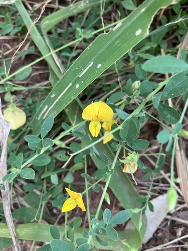 Thicket rattlebox (Crotalaria virgulata)