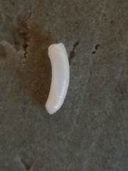 Caecum trachea