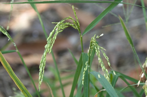 Foto de Arroz