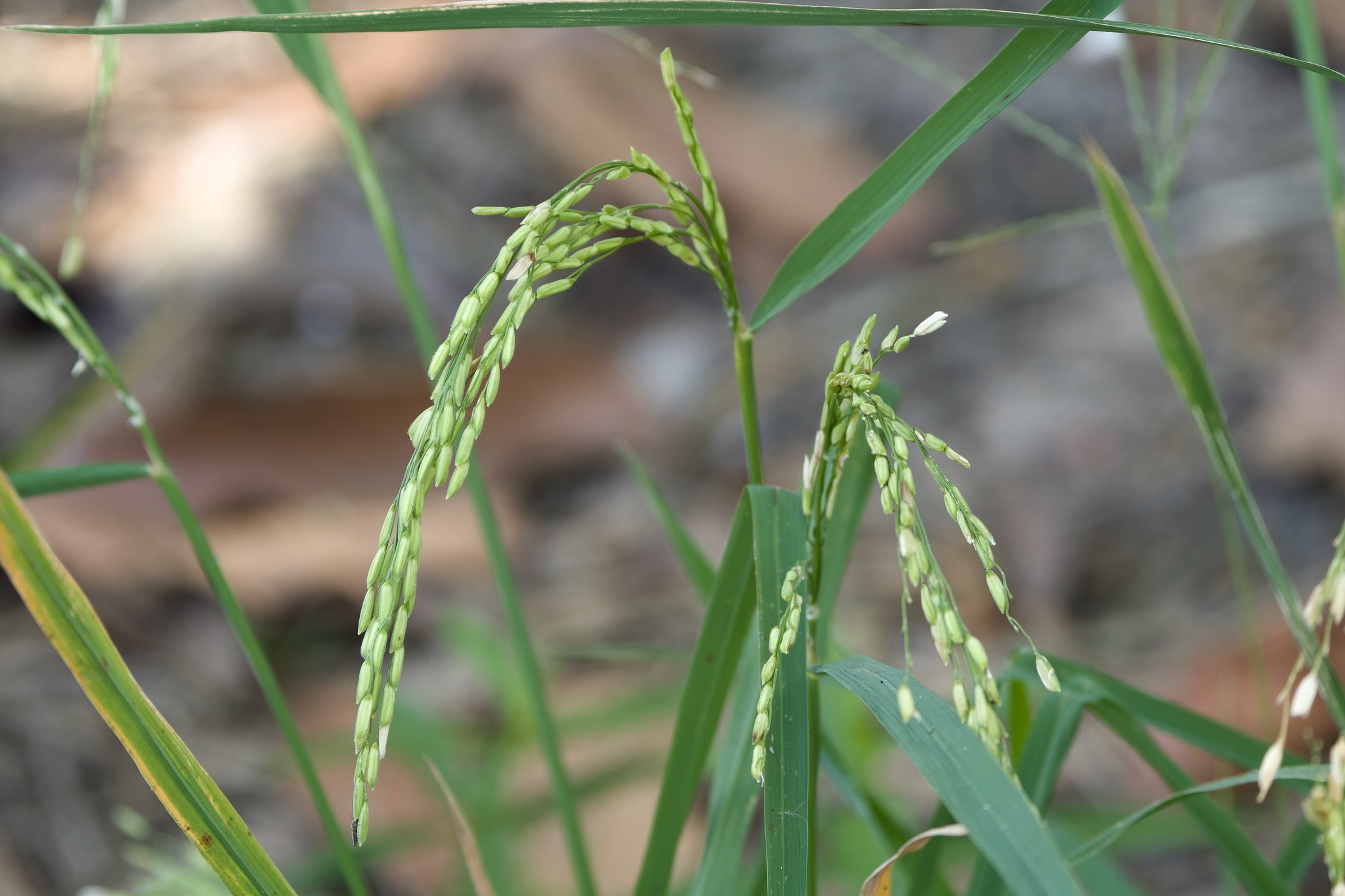 Imagem de Arroz