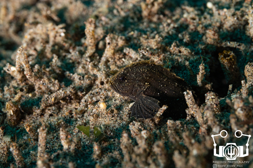 Bearded waspfish (Tetraroge barbata) — Tetrarogidae