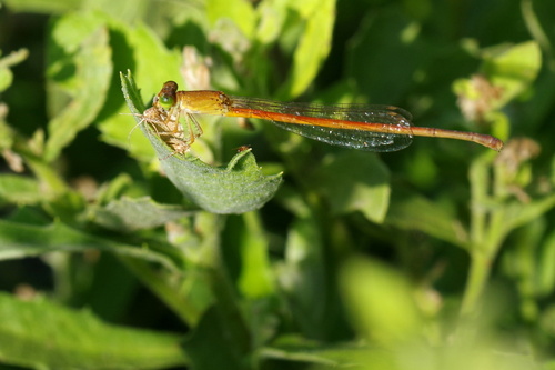 Common Citril