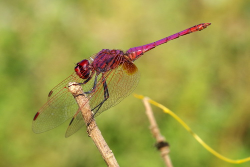 Violet Dropwing