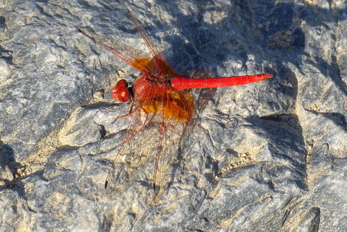Orange-winged Dropwing