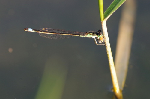 Desert bluetail