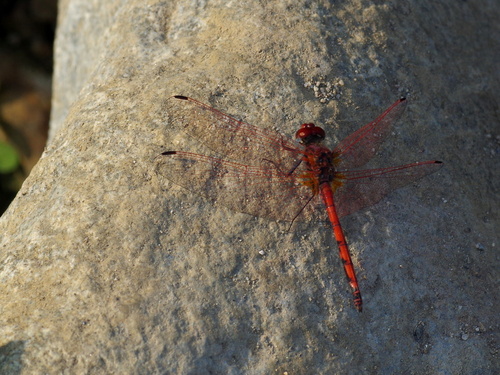 Red-veined Dropwing