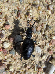 Meloe proscarabaeus