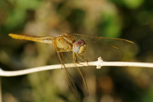 Broad Scarlet