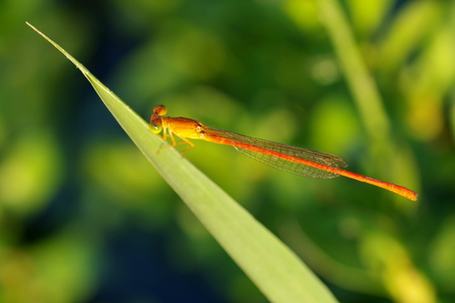 Common Citril