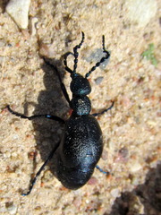 Meloe proscarabaeus
