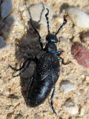 Meloe proscarabaeus