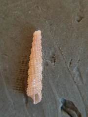 Cerithiopsis tubercularis