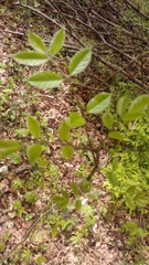 Fraxinus quadrangulata