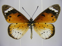 Acraea encedana